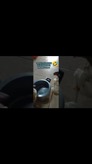 Today there's chicken in the pan! Puppies. PANELADA DE FRANGO!😅ou PINTINHOS!