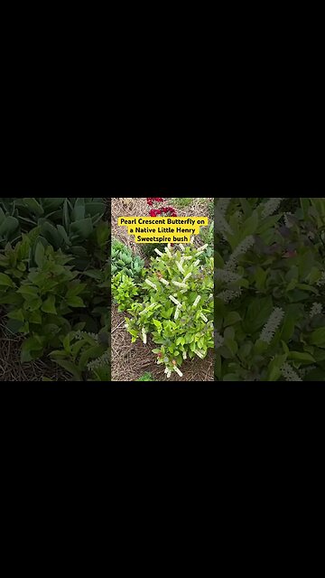 Pearl Crescent Butterfly on Native Little Henry Sweetspire