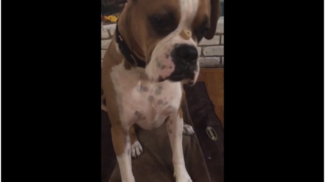 Boxer proves he'll do anything for a treat