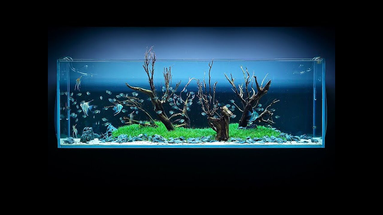 650 LITER ANGELFISH AQUASCAPE