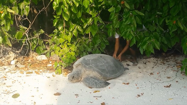 Stranded sea turtle receives unexpected help