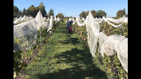 Quatre vignobles à découvrir