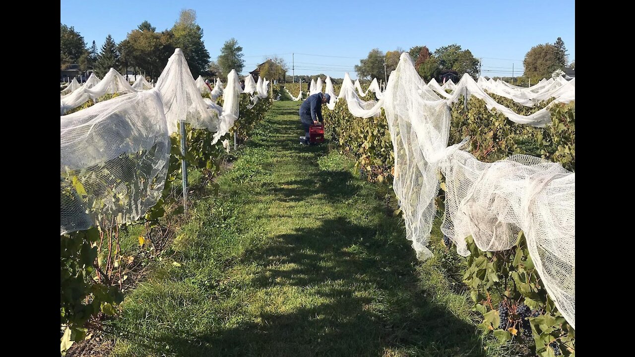 Quatre vignobles à découvrir