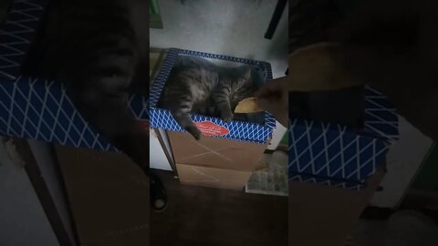 My cat