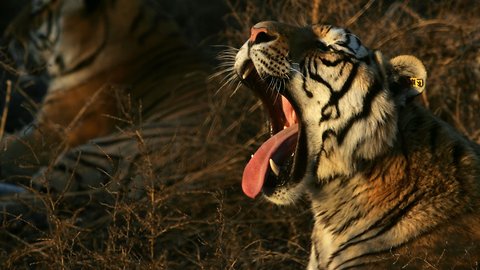 China Reinstates Ban On Using Tiger And Rhino Parts