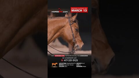 𝓡𝓤𝓔 - Sweetest and most gentle mare that will take care of the whole family! Favorite at the ranch!