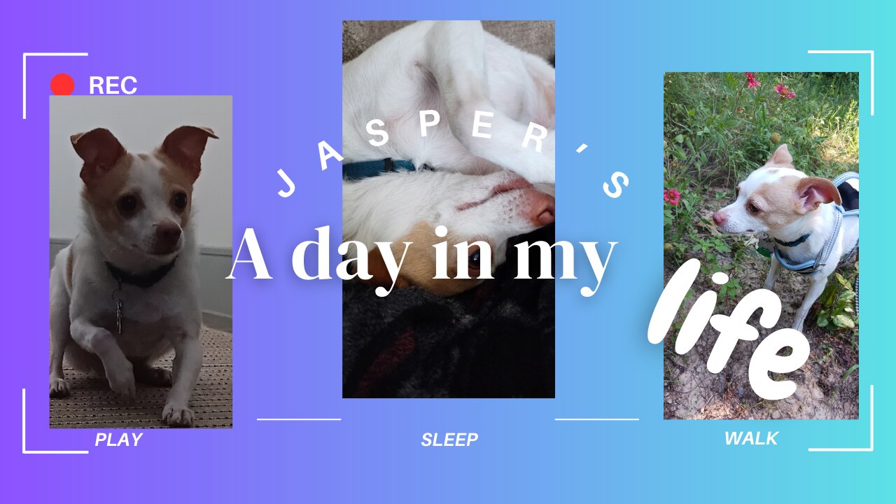 Jasper's DAY in the Life