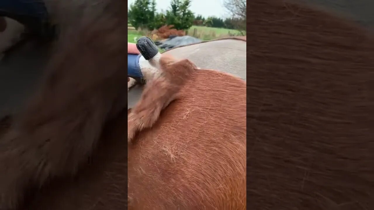 rate the satisfaction