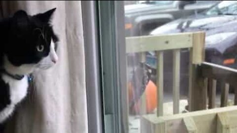 Gato desajeitado cai do sofá ao tentar apanhar pássaro
