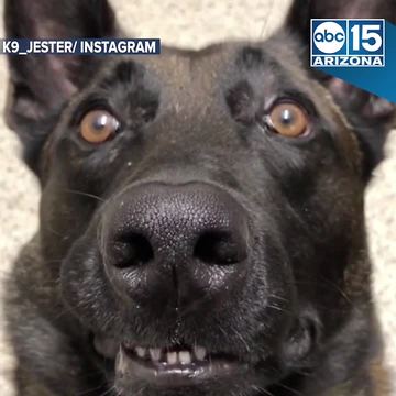 FUNNY! Staring contest with Jester the Police K9 - ABC15 Digital