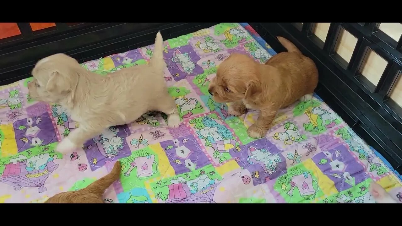 W Litter - Maturing Nicely(5)