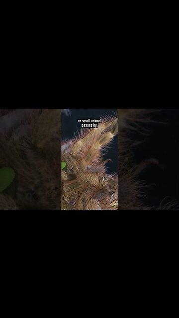How Do Tarantulas HUNT Their Prey?!