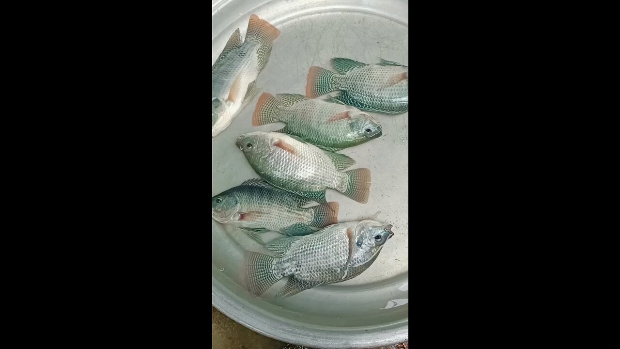 Fishes are trying to survive on little water.