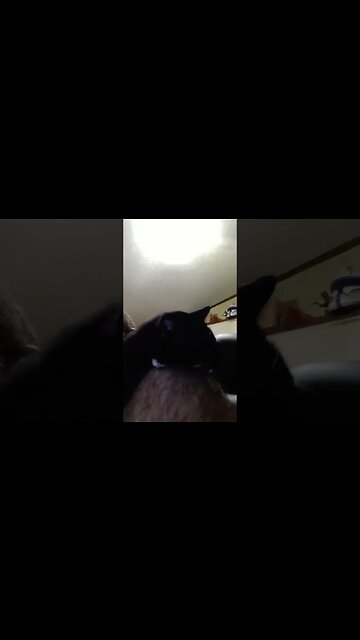 kitty sleeping on daddy #shortsvideo #shortsfeed #youtubeshorts #catvideos #cat