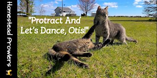 Morning Dance Practice With Otis Cat and Floki Cat