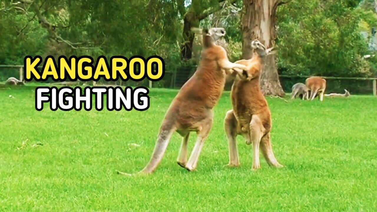 Kangaroo Fight ! _ Watch Dramatic Kangaroo Fight |