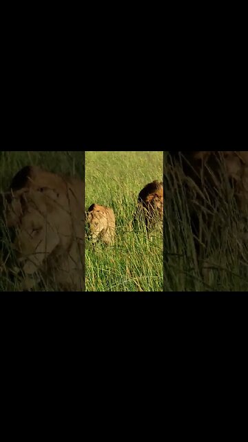 Lions Walk Up To The Camera! #shorts | #ShortsAfrica