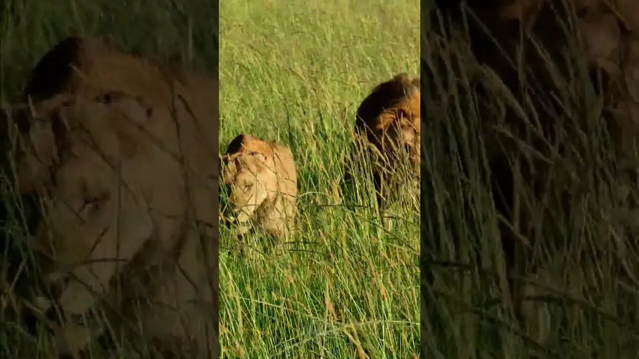 Lions Walk Up To The Camera! #shorts | #ShortsAfrica