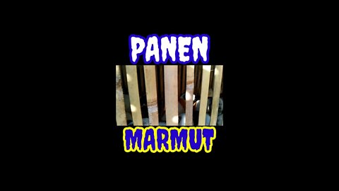 MARMUT LOKAL ~ SAATNYA PANEN #shorts