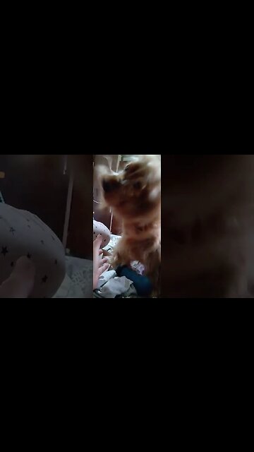 #dogshow , #animals , #dogs , #shorts