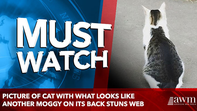 Picture of cat with what looks like another moggy on its back stuns web