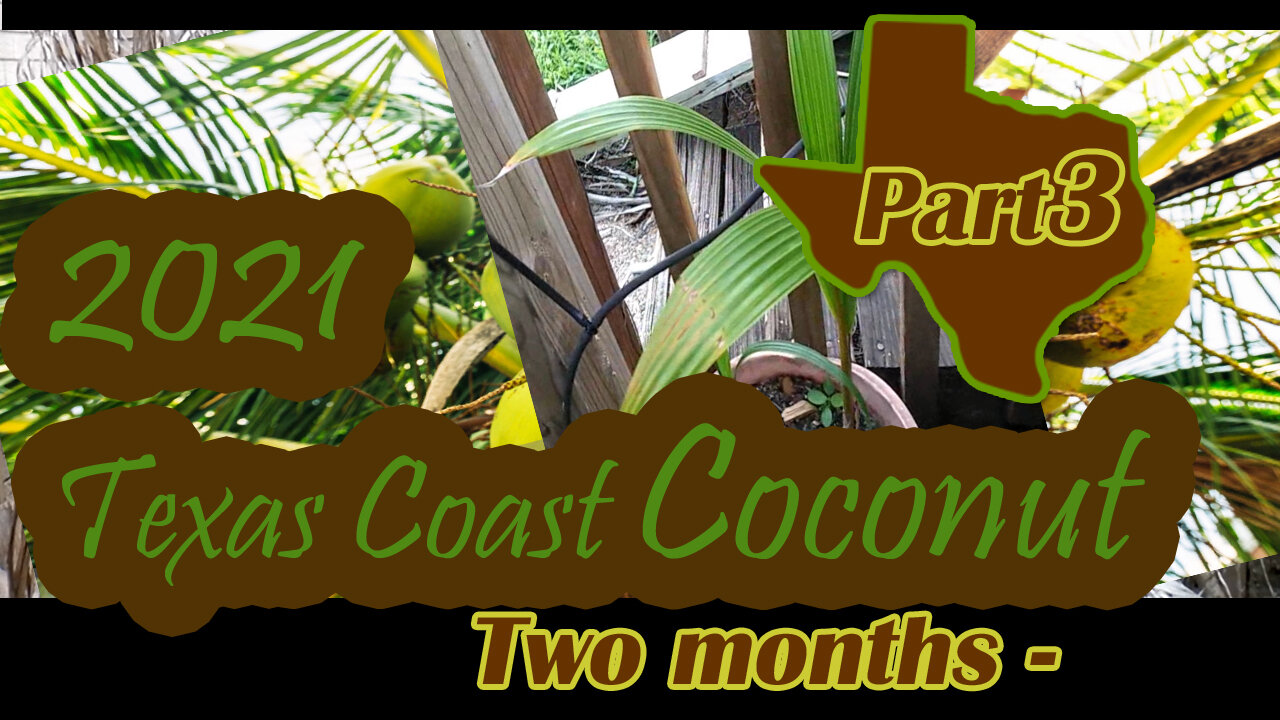 Texas Coast Coconut Palm - Part 3