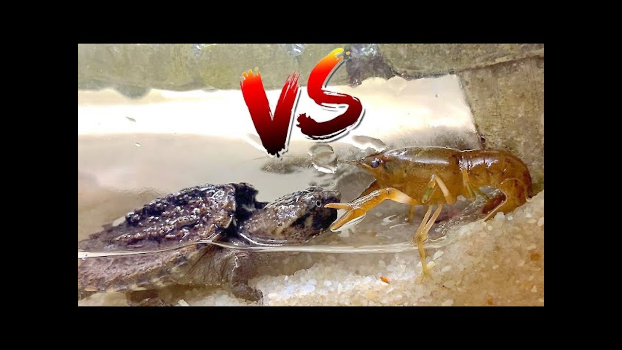 Turtle vs Crawfish! *Epic Battle Royale*