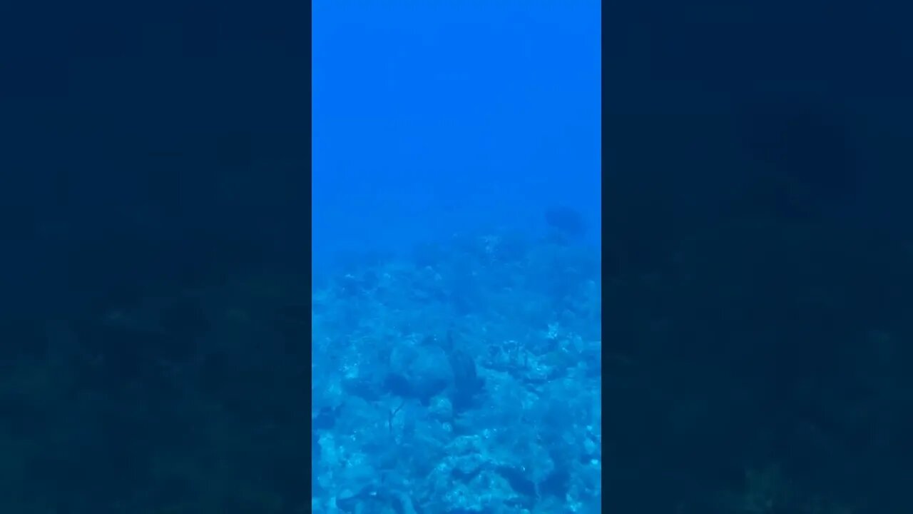 Coral Reef from a Submarine! - Part 3