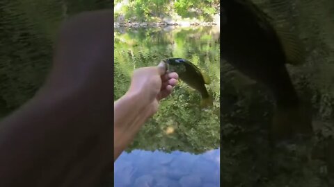 First small mouth bass of the year!