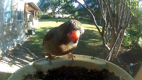 Mrs. Northern Cardinal’s Kisser’s Day-Glo Orange!