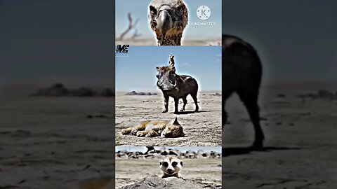 Chhapri Log Ko Khopche #thelionking #funnyvideo