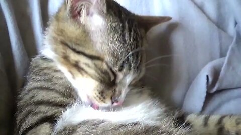 Little Cat Washing His Chest