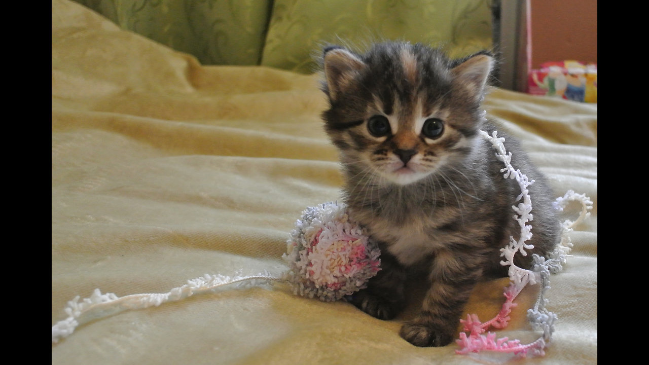 Little kitten, daughter of cat Simka