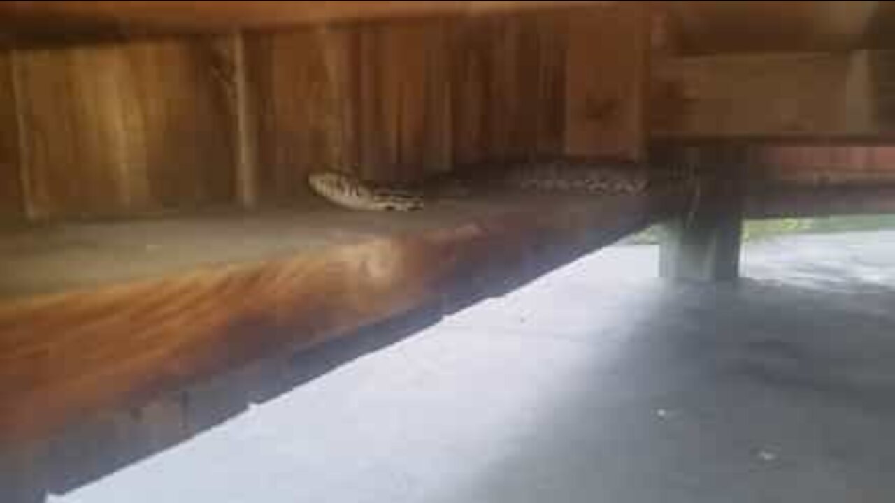 Un couple découvre un serpent sous un banc!