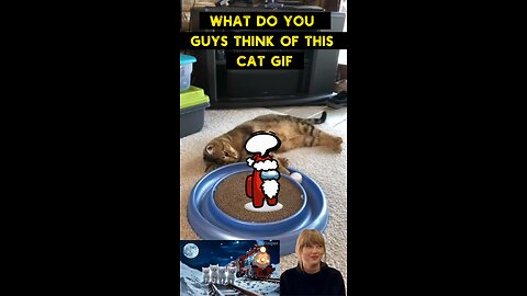 Cute Cat Gif