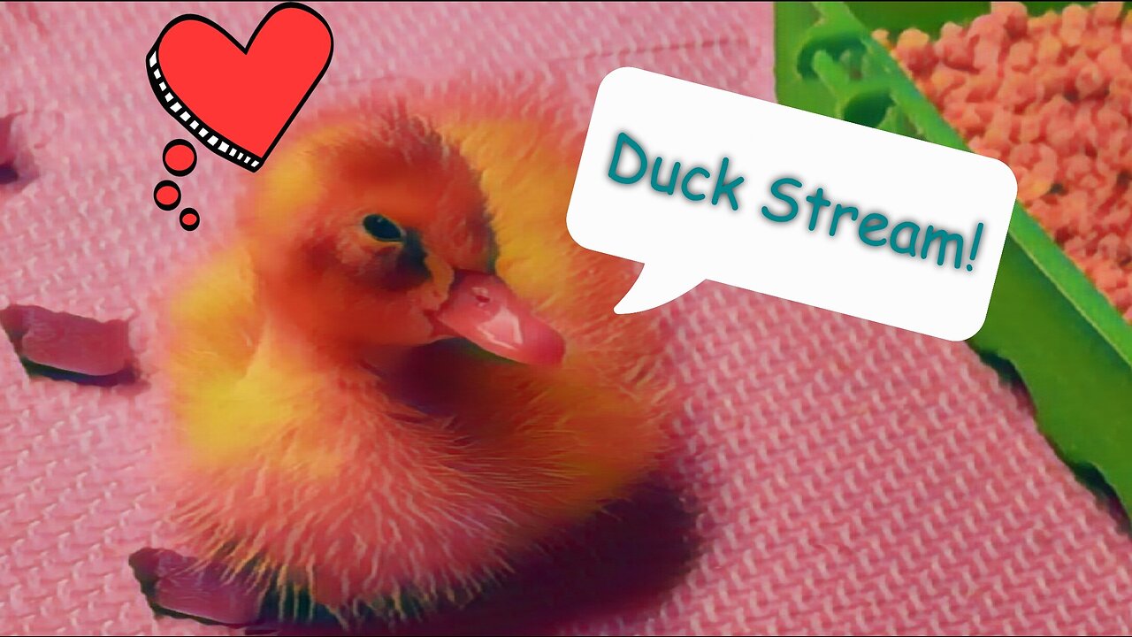 Duck Stream 9: birbcam edition