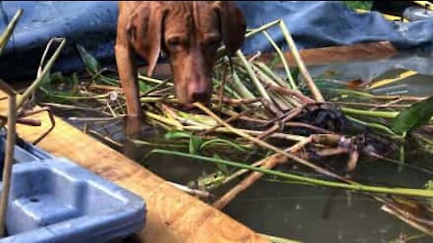 Ce chien se met à l'arrêt face à une grenouille