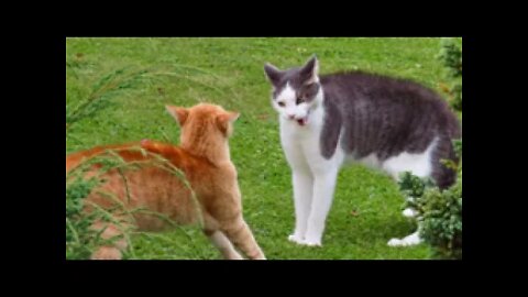 7 Ways To Stop Cats Fighting With Other cats