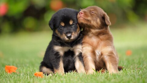 Cute Puppies Play In Park