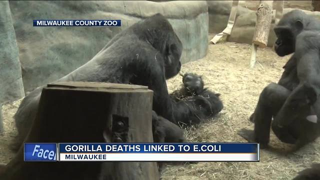 Gorilla deaths at Milwaukee County Zoo linked to E. Coli