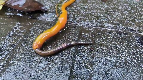 The moment an earthworm is eaten by a leech
