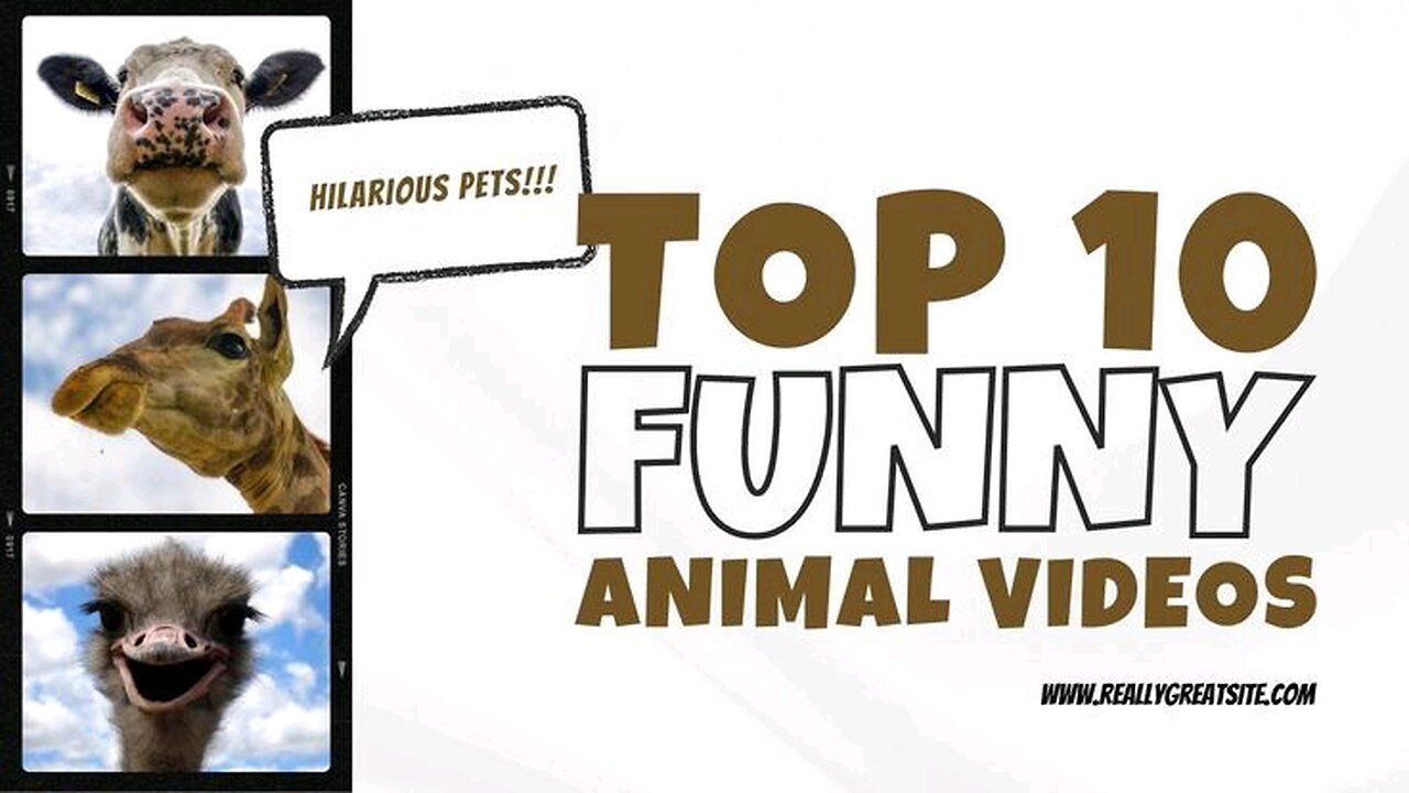 Funny animal videos viral...😁