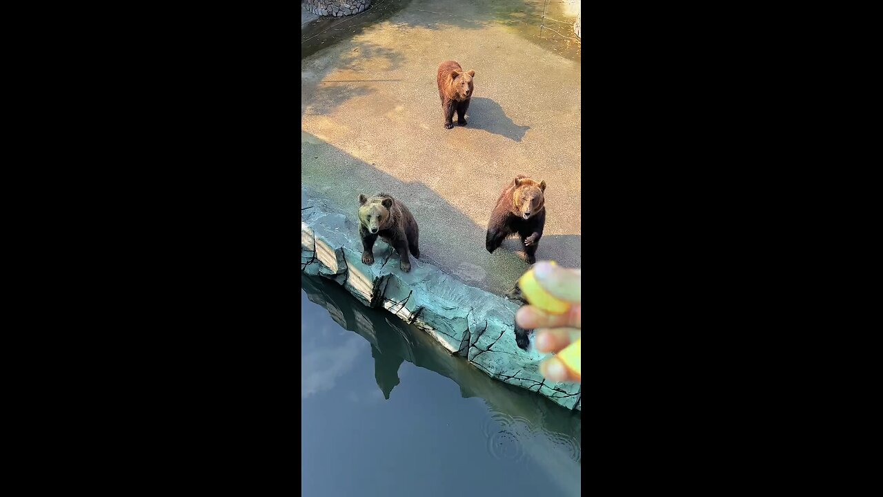 Dancing bears