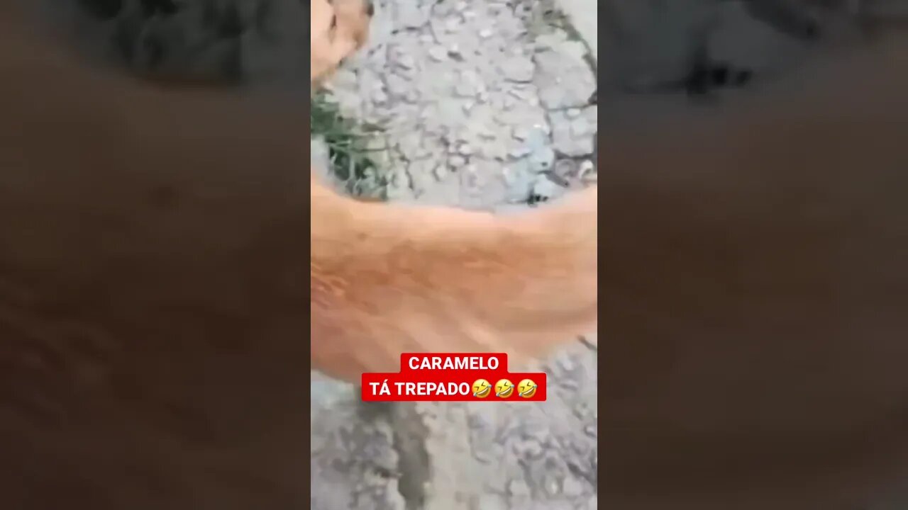 CARAMELO TÁ TREPADO #bolsonaro #lula #short #shorts