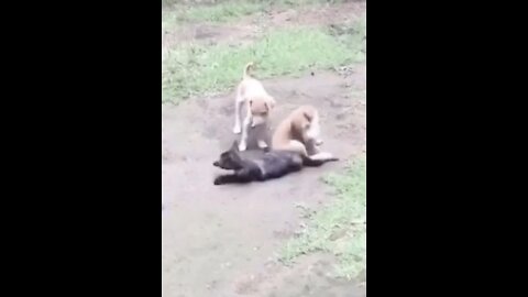 Puppies and kitty playing together