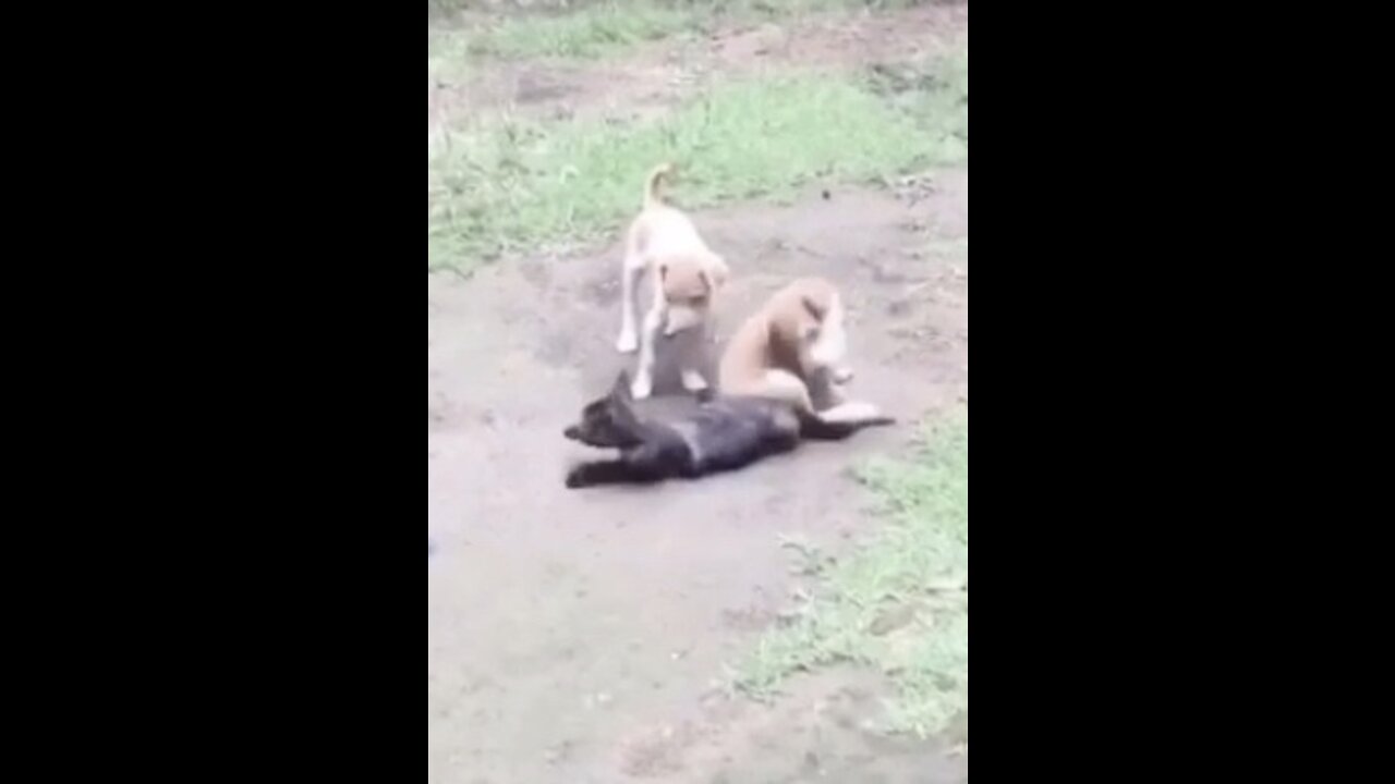 Puppies and kitty playing together