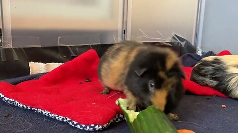 Guinea pig Fergus just being cute