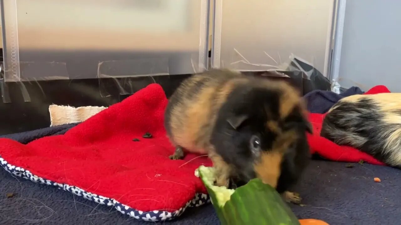 Guinea pig Fergus just being cute