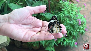 Tucson Botanical Gardens: A Midtown Treasure