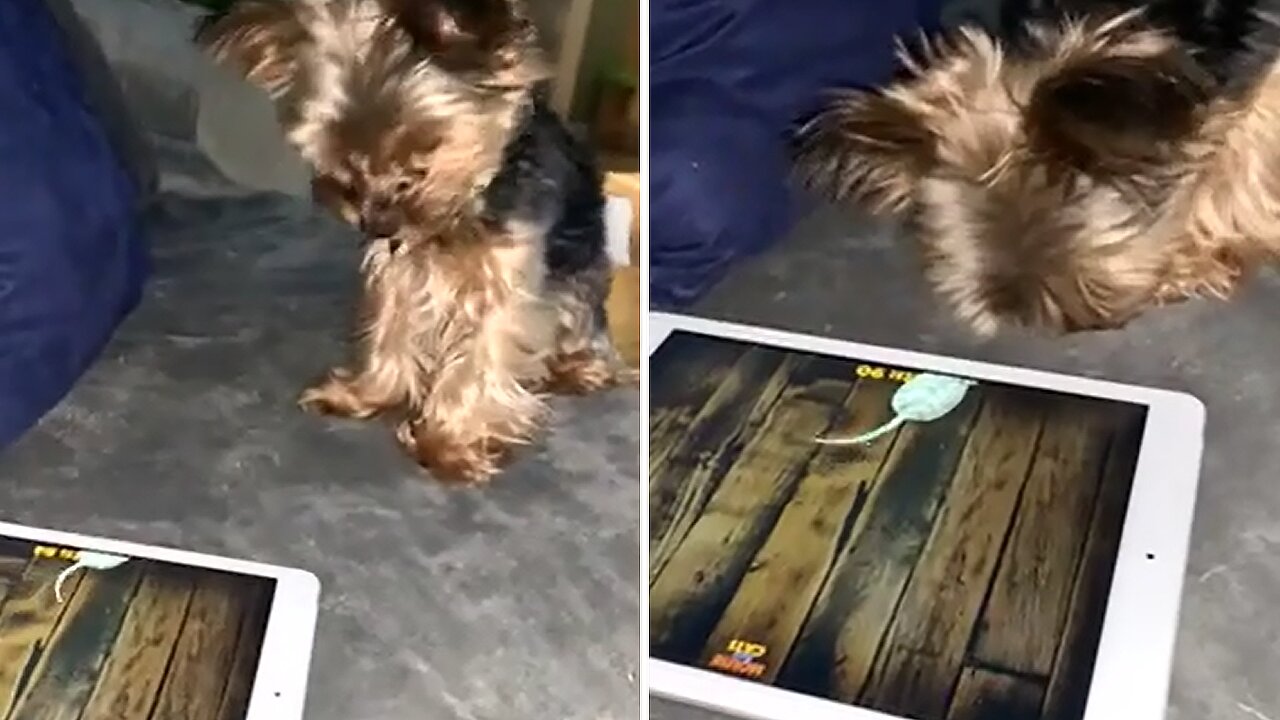 Yorkie goes for the high score on tablet game for pets